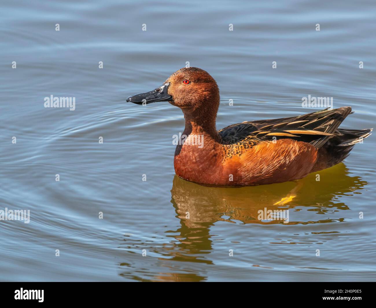 Cinnamon Teal schwimmt um einen See in Utah Stockfoto