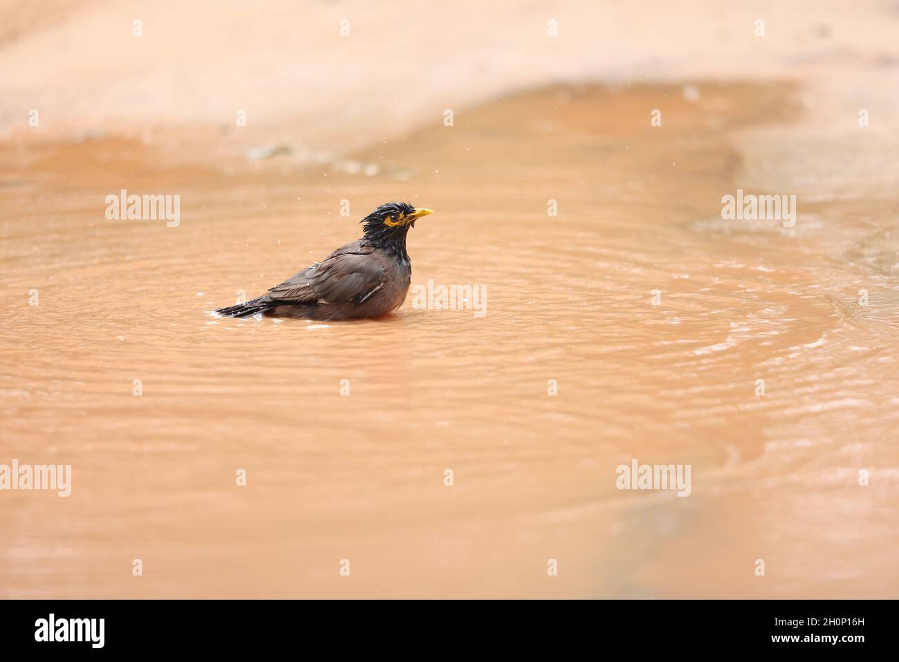 Seitenansicht des schönen, niedlichen, nassen Jungle Myna Vogels auf dem Wasser in der Natur während des Tages Stockfoto