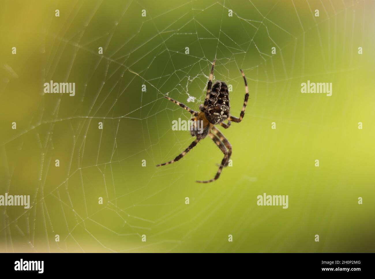 Spider auf seinem Netz - Grüner Hintergrund Stockfoto