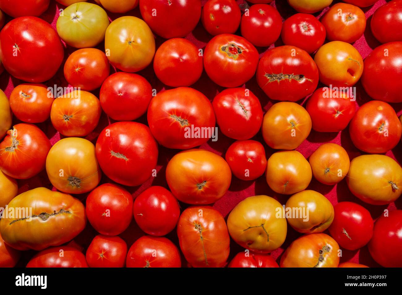 Frische, reife Tomaten auf einem Bauernmarkt, Lancaster County, Pennsylvania, USA Stockfoto