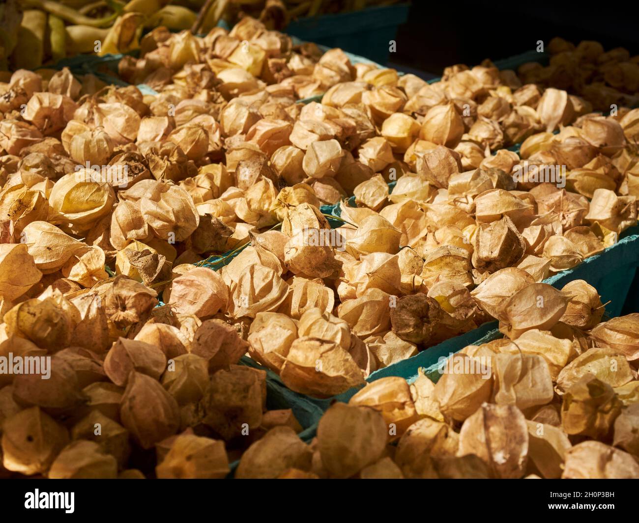 Tomatillos zu verkaufen bei The Greenmarket, Jackson Heights, Queens, New York City, NY, USA Stockfoto