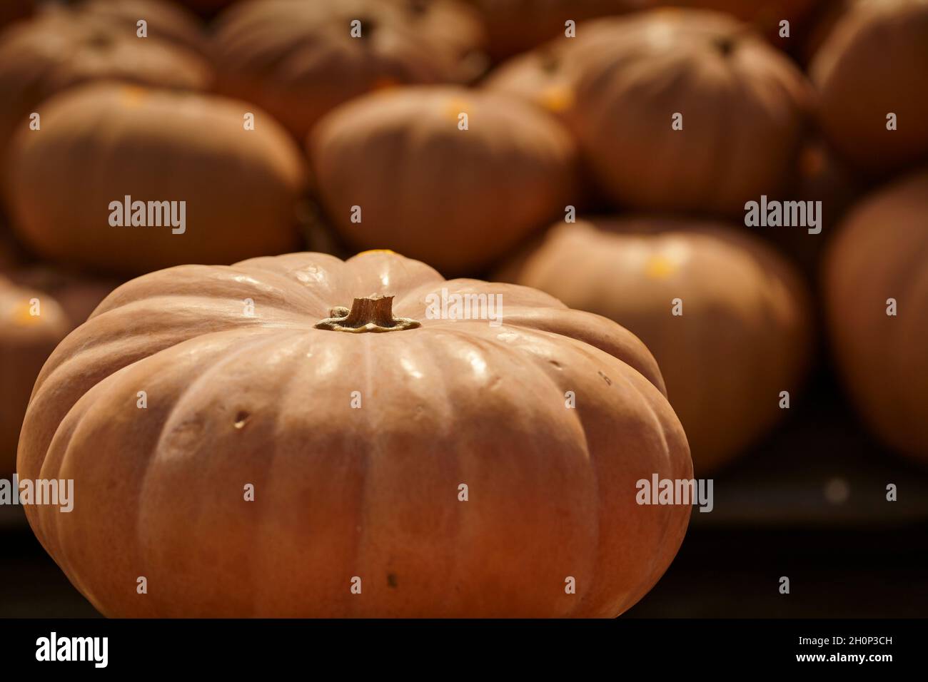 Kürbisse auf einem Bauernmarkt in Lancaster County, Pennsylvania, USA Stockfoto