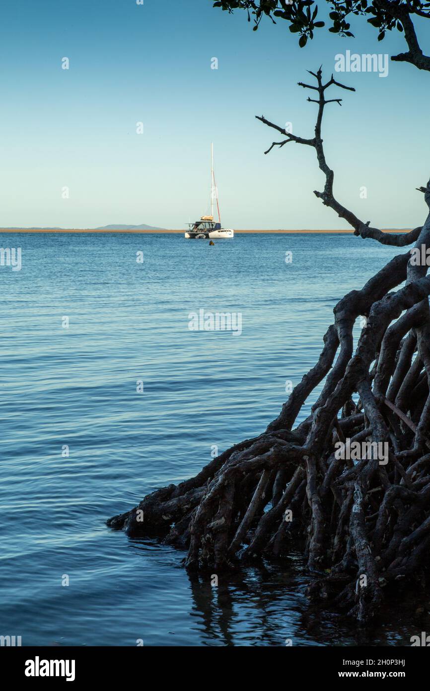 Mangrovenwurzeln und eine Yacht vor Anker. Stockfoto