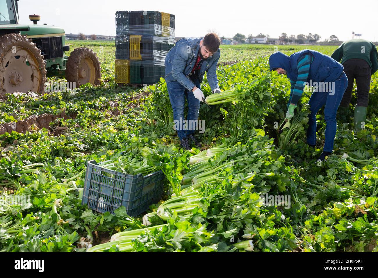 Landarbeiter ernten Sellerie von Hand Stockfoto