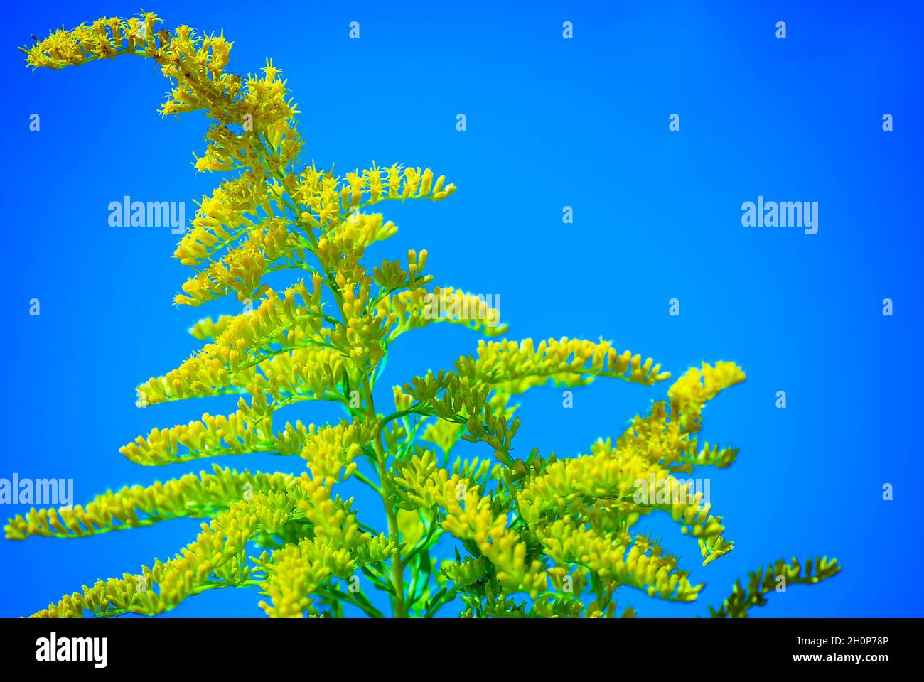 Goldrute (Solidago) wächst wild, 1. Oktober 2010, in Fairhope, Alabama. Die einheimische Wildblume wächst bis zu etwa fünf Meter hoch. Stockfoto