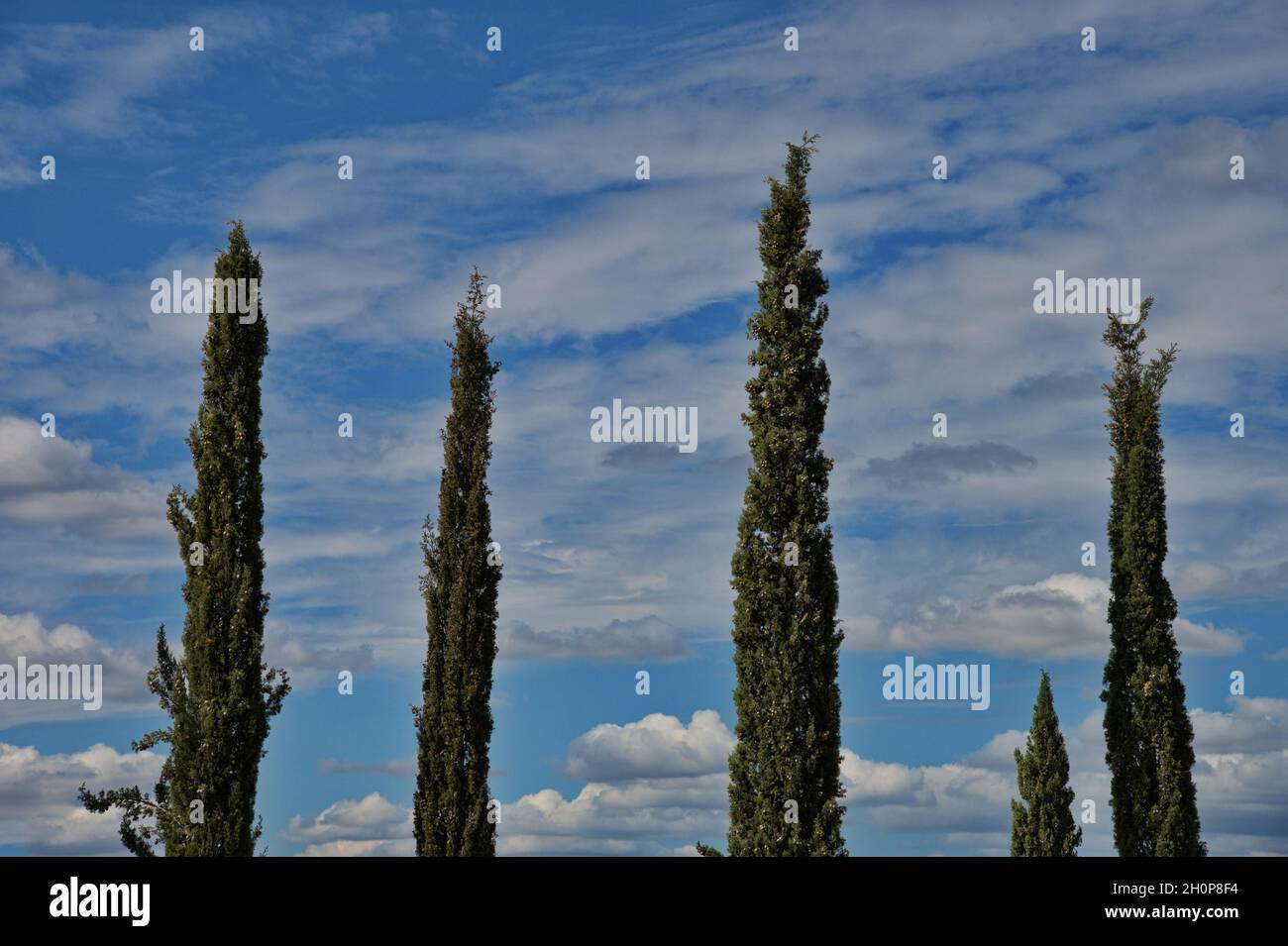 Niedriger Winkel Blick auf grüne Bäume gegen blauen Himmel Stockfoto