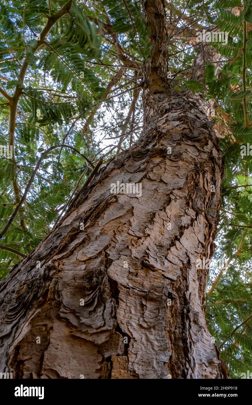 Eine Nahaufnahme der papierenen Rinde, die dem Vachellia sieberiana-Baum bis vor kurzem seinen Namen als Acacia sieberiana und allgemein bekannt als Paperbark-Dorn oder Paperbark-Akazie aus dem südlichen Afrika verleiht Stockfoto