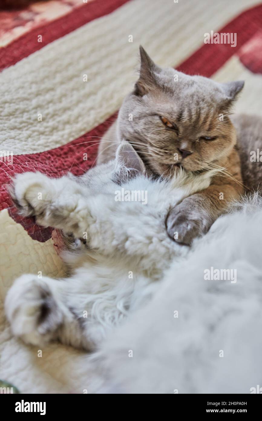 Zwei britische Katzen, lang- und kurzhaarig, lecken sich gegenseitig auf das Bett. Stockfoto