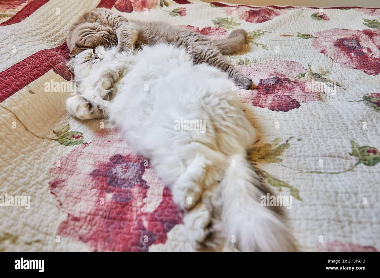 Zwei britische Katzen, langhaarig und kurzhaarig, umarmen sich auf dem Bett. Stockfoto