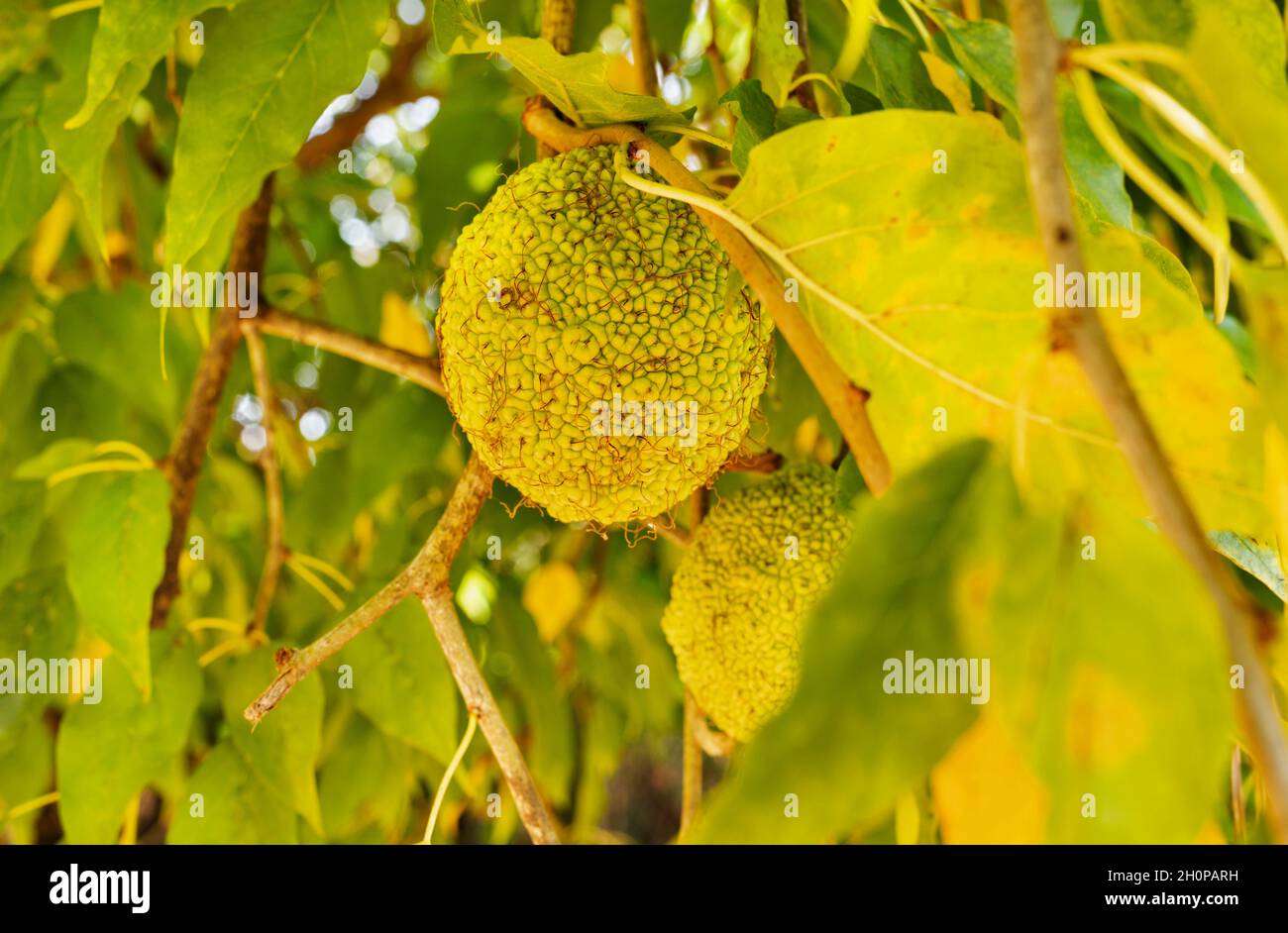 Helle Früchte von osage-Orangenbaum, Maclura pomifera oder Pferdeapfel oder Heckenapfel, grob kugelige gelbe Früchte Stockfoto