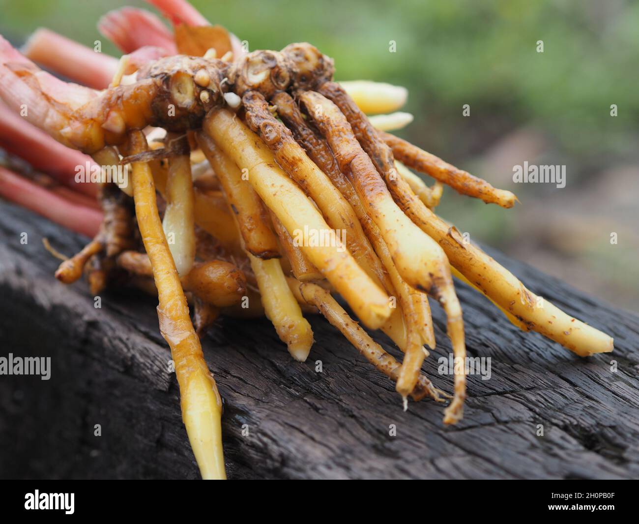 Boesenbergia rotunda Kaempferia cochinchinensis Gagnep. Kaempferia ovata Roscoe, Kaempferia pandurata Roxb frische, pflanzliche Lebensmittel Thai Kraut auf Holz, Stockfoto