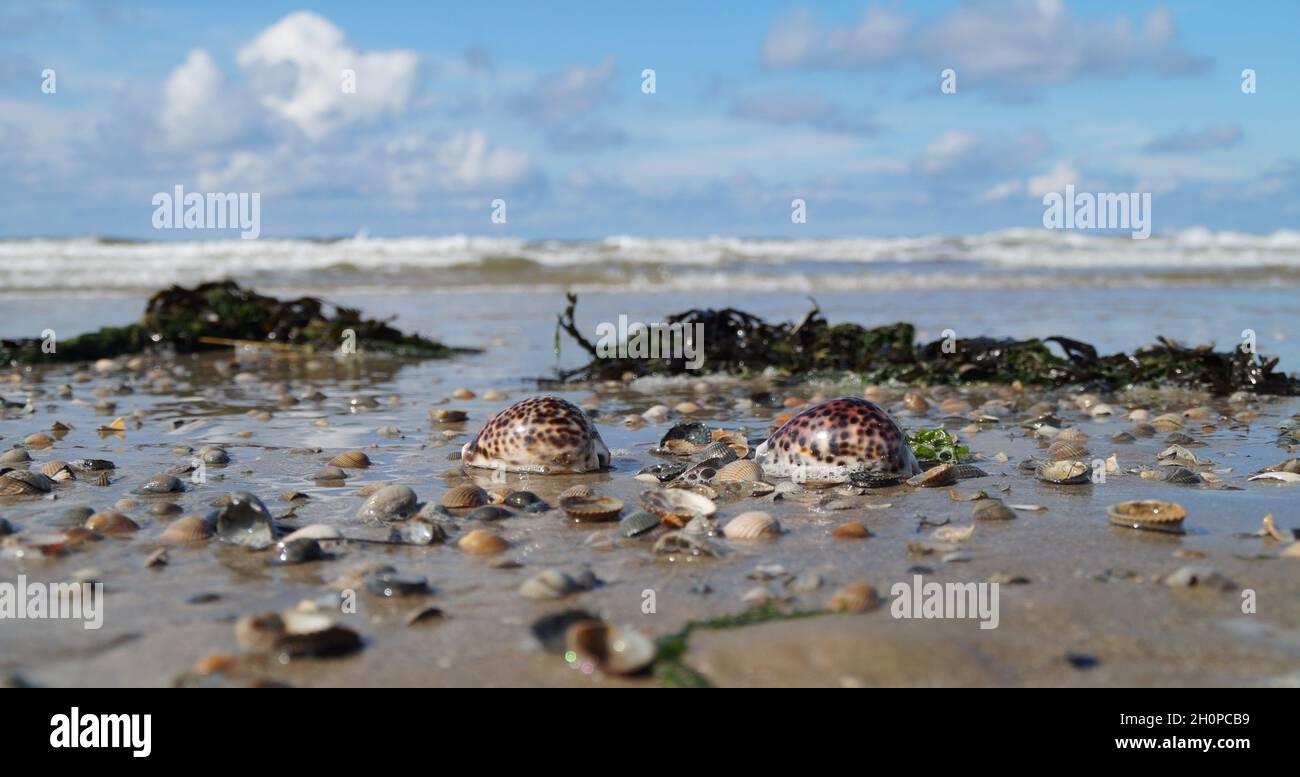 Wunderschöne maritime Landschaft am Meer mit Tiger-Kauriemuscheln Stockfoto