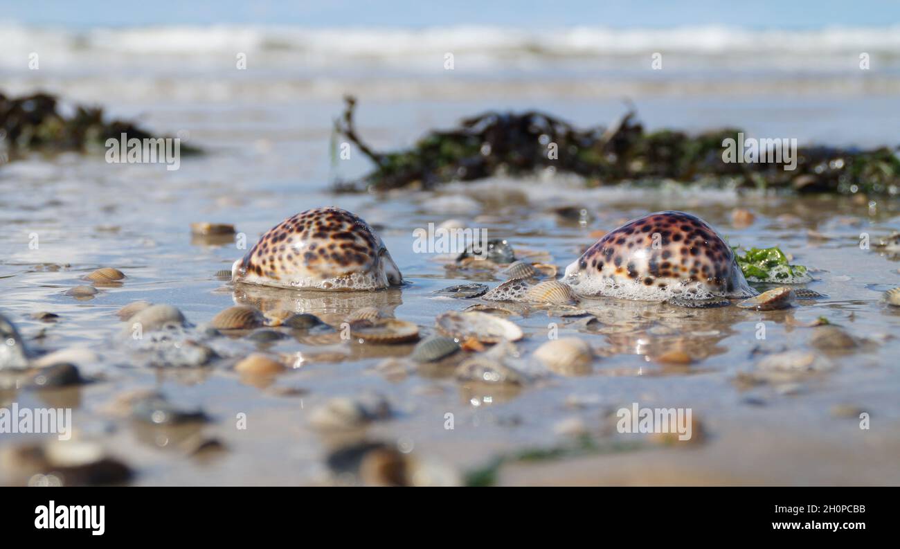 Wunderschöne maritime Landschaft am Meer mit Tiger-Kauriemuscheln Stockfoto