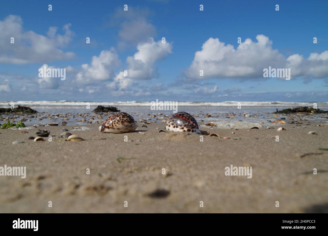 Wunderschöne maritime Landschaft am Meer mit Tiger-Kauriemuscheln Stockfoto