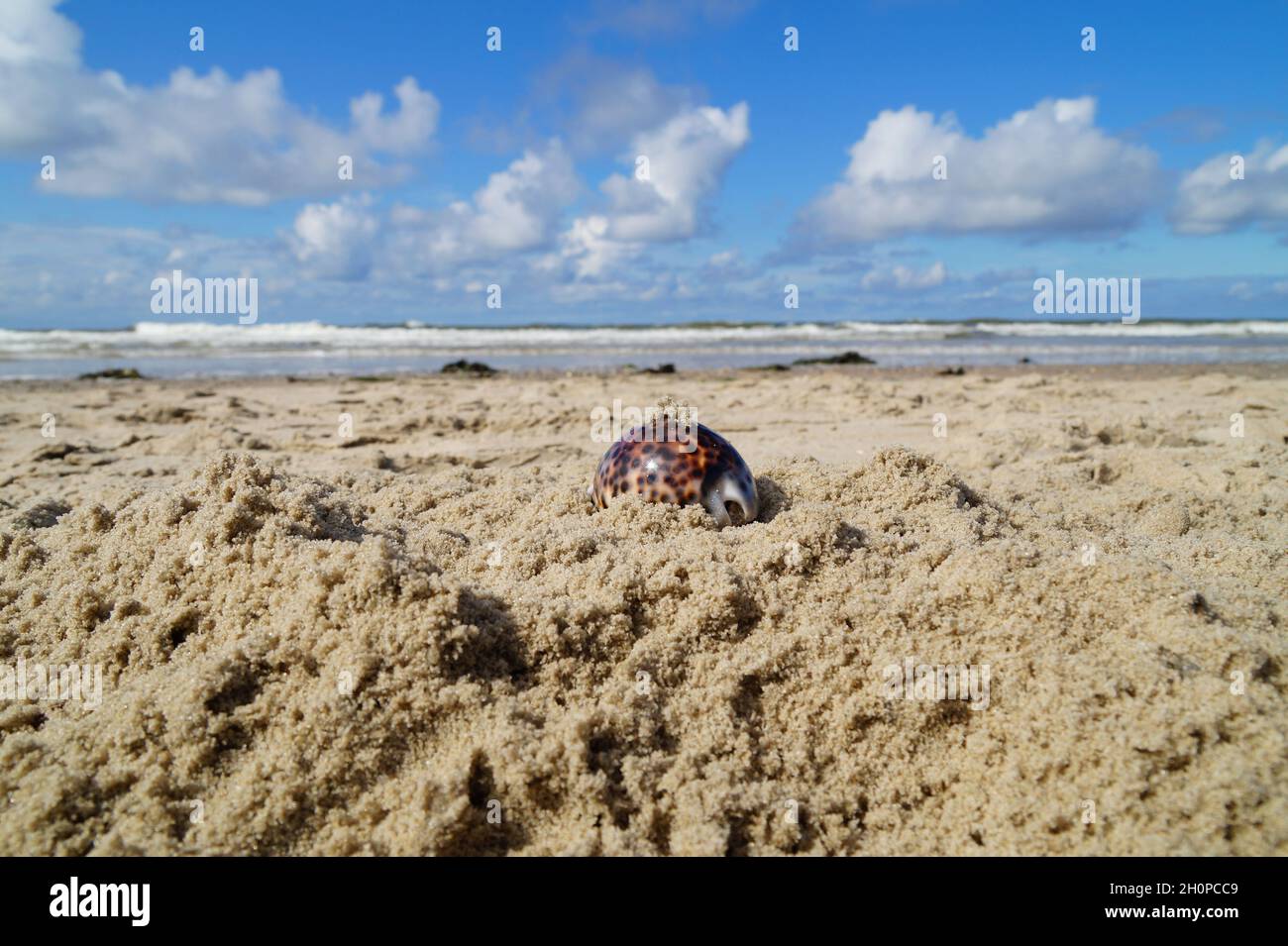 Wunderschöne maritime Landschaft am Meer mit Tiger-Kauriemuscheln Stockfoto