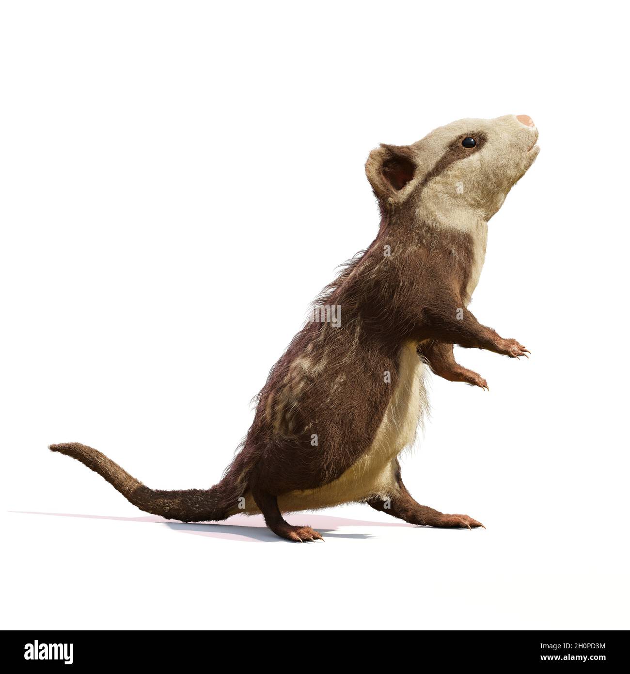 Alphadon, ausgestorbenes Säugetier, das neben Dinosauriern lebte, isoliert auf weißem Hintergrund Stockfoto