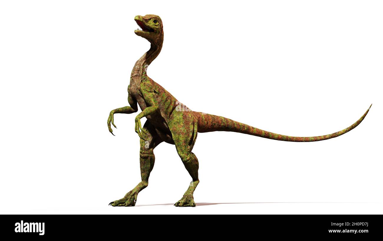 Compsognathus longipes Attack, kleiner Dinosaurier aus der späten Jurazeit, isoliert auf weißem Hintergrund Stockfoto