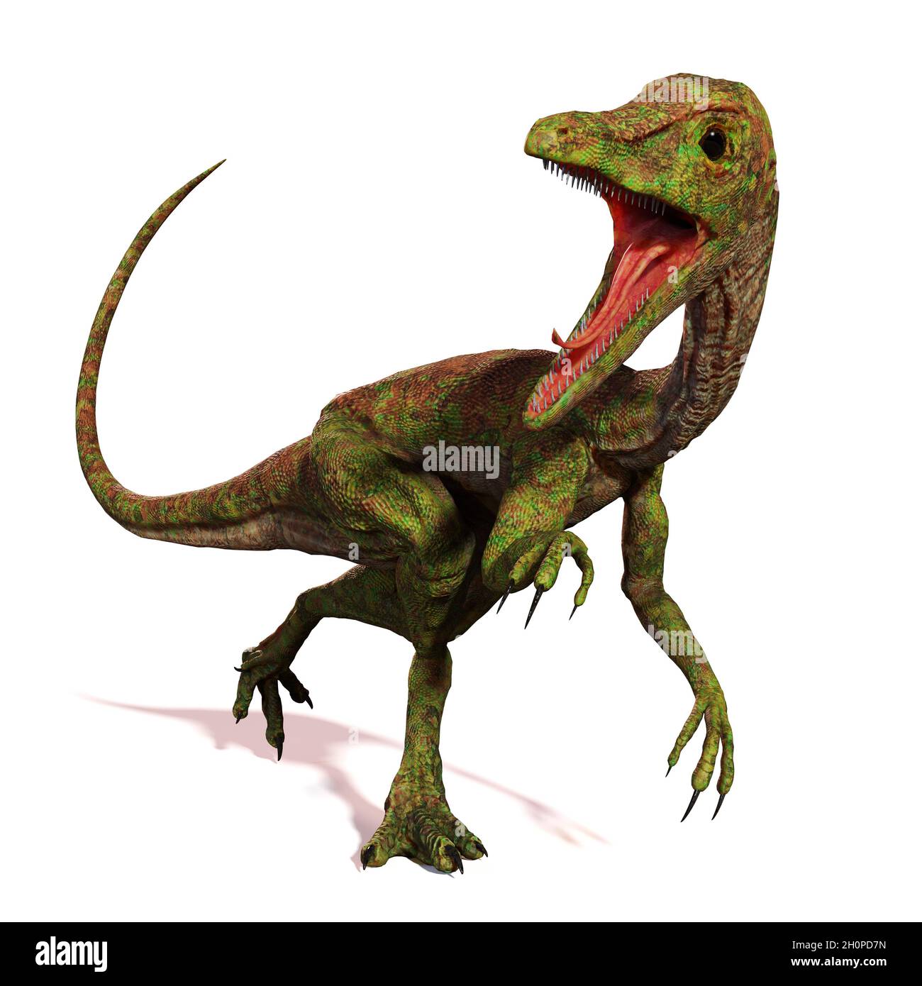 Compsognathus longipes Attack, kleiner Dinosaurier aus der späten Jurazeit, isoliert auf weißem Hintergrund Stockfoto