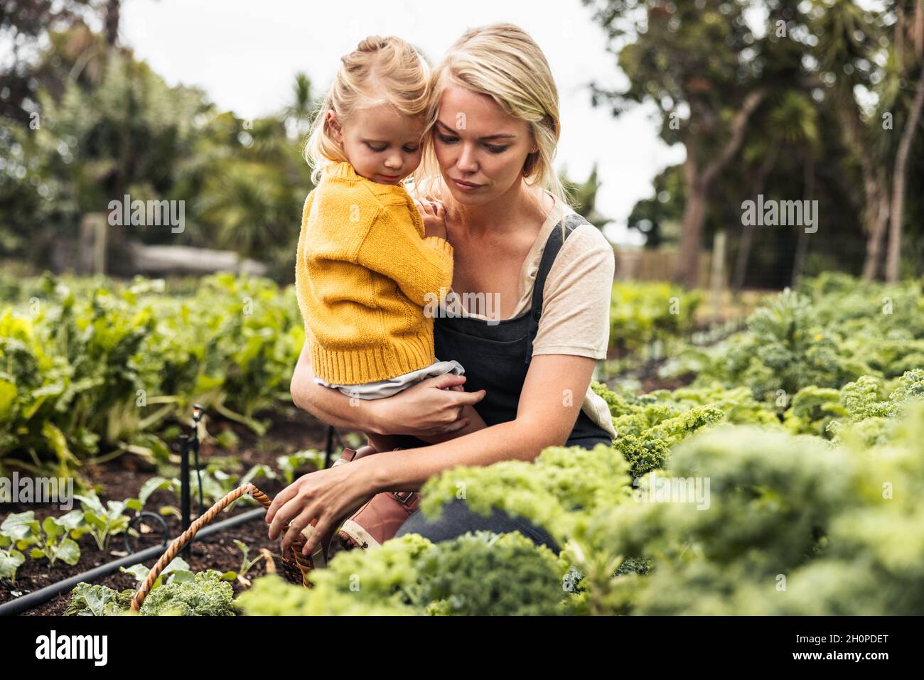 Mutter trägt ihre Tochter, während sie Gemüse in einem Bio-Garten pflückt. Junge alleinerziehende Mutter sammelt frischen Grünkohl in einen Korb. Selbstnachhaltiges f Stockfoto