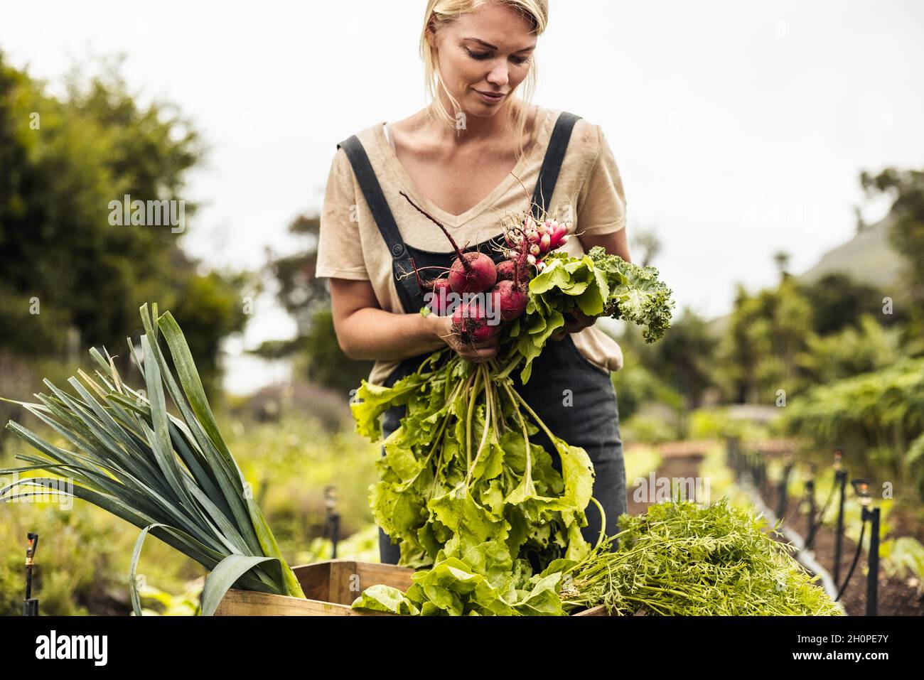 Selbstnachhaltiger Landwirt, der auf einem Bio-Bauernhof eine Vielzahl von frischen Produkten erntet. Junge Bäuerin sammelt frisches Gemüse in ihrem Garten. Frau Stockfoto