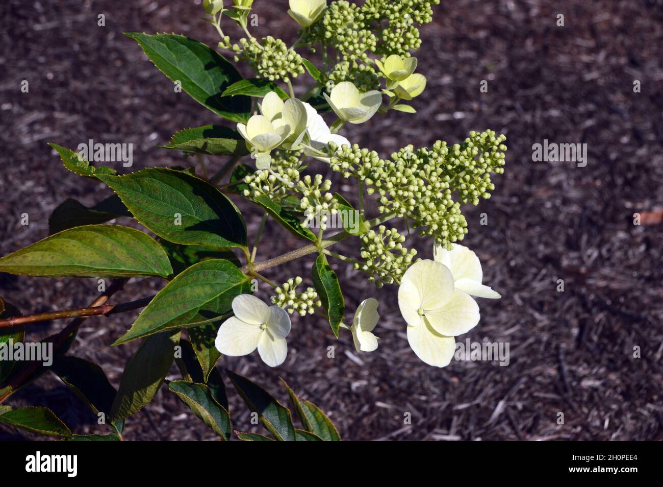Gelbe/cremige/weiße Rispenhortensie (Hydrangea paniculata 'Melody') Blumen, die in den Grenzen von RHS Garden Bridgewater, Worsley, Manchester, Großbritannien, angebaut werden. Stockfoto