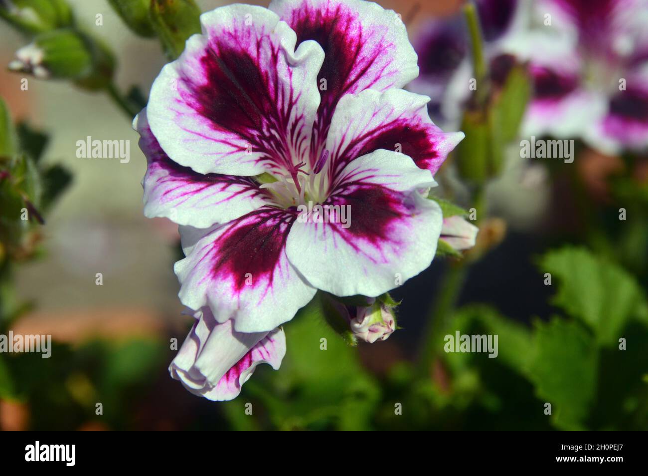 Weiß/Rosa/Violett Pelargonium grandiflorum 'Imperial' (Regal) Blumen, die in einem Blumentopf im RHS Garden Bridgewater, Worsley, Manchester, Großbritannien, angebaut werden. Stockfoto