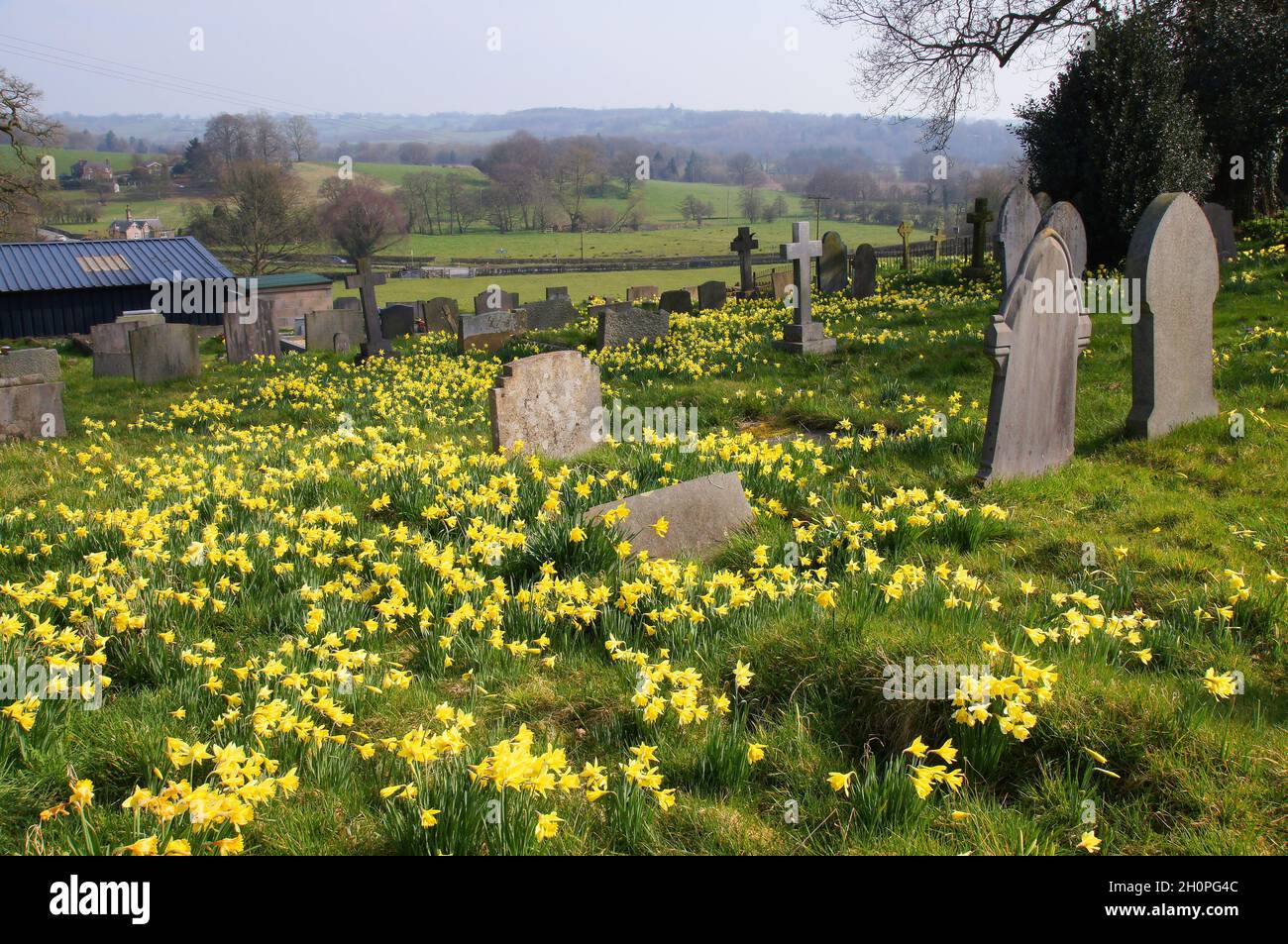 Eine Vielzahl von Narzissen unter den Grabsteinen mit Blick auf Felder in der Church of St John in Ellastone in der Nähe von Ashbourne, Staffordshire, England Stockfoto