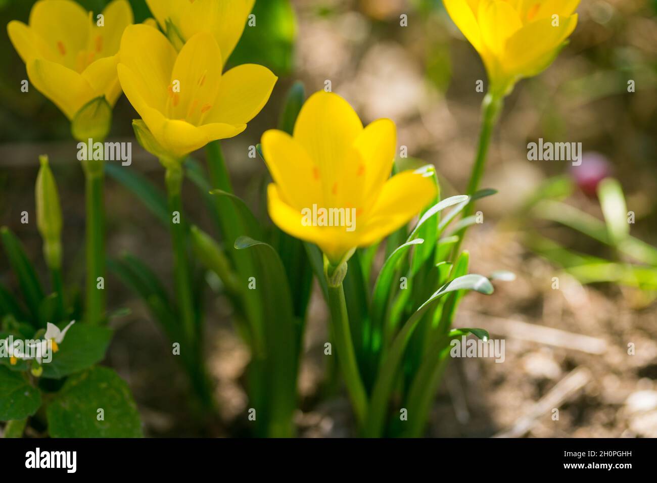 Herbst wild und Garten Blumen - gelbe Krokusse auf einem Hintergrund von Bokeh Stockfoto