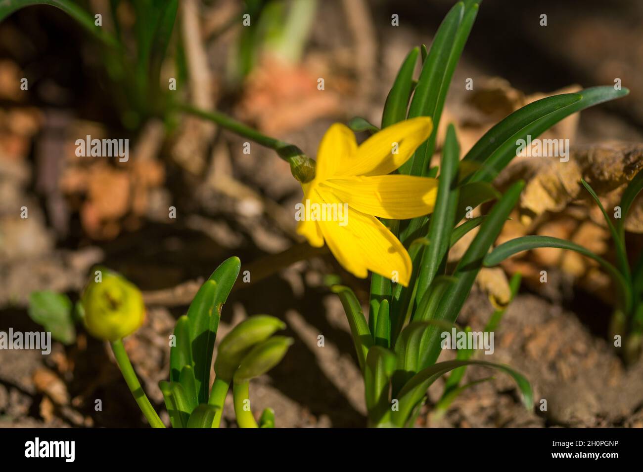 Herbst wild und Garten Blumen - gelbe Krokusse auf einem Hintergrund von Bokeh Stockfoto