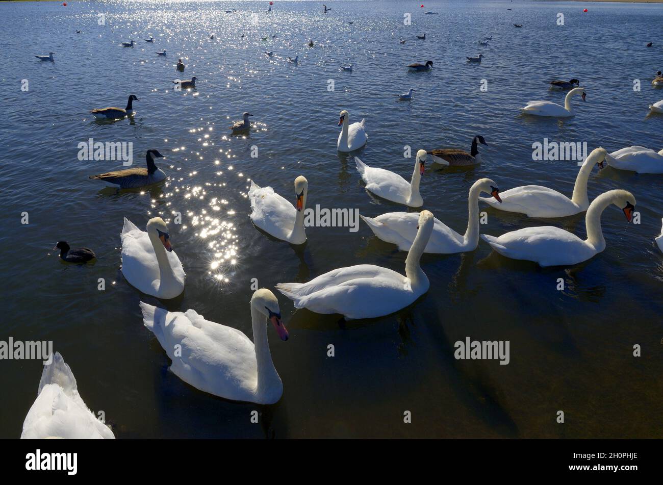 Mute Swans (Cygnus olor) am Round Pond, Kensington Gardens, London. Oktober Stockfoto