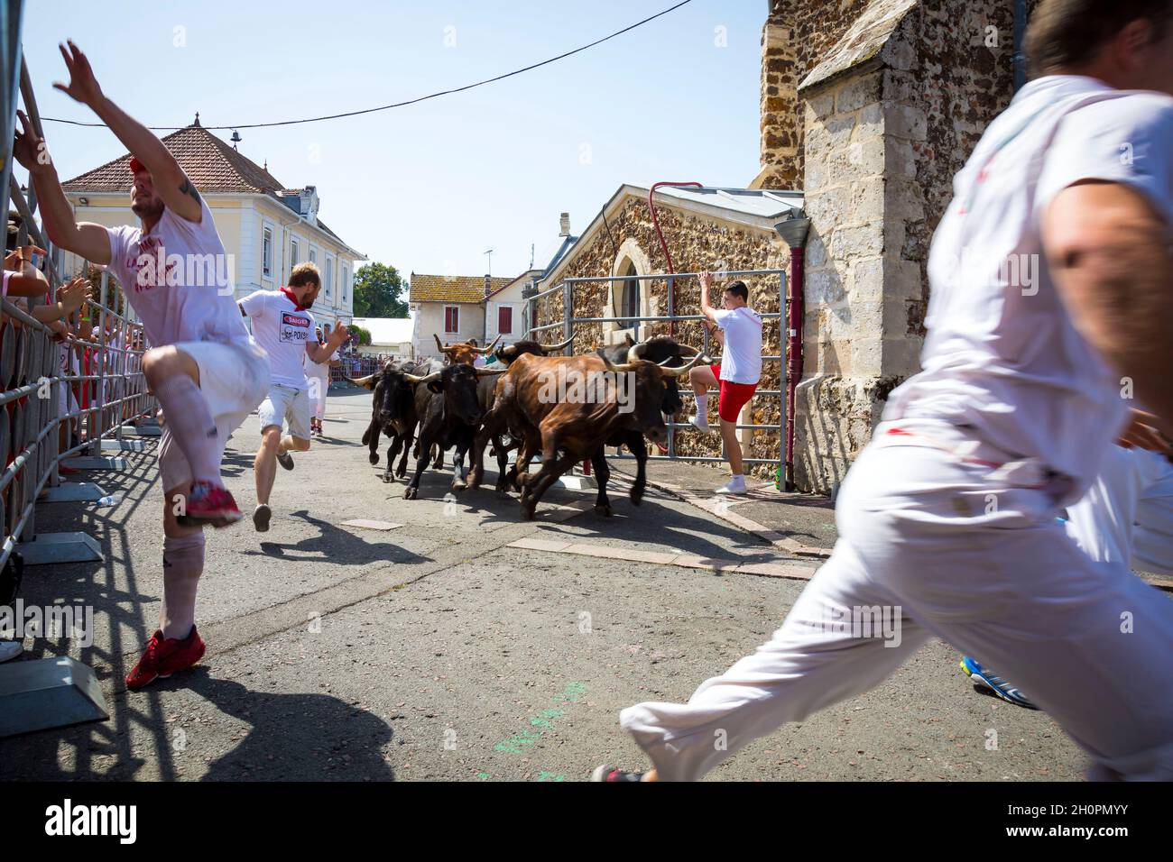 Bullenlauf ('Encierro') in Parentis en Born (Südwestfrankreich). Kühe aus dem Departement Landes in einer Straße der Stadt während der Feria Stockfoto