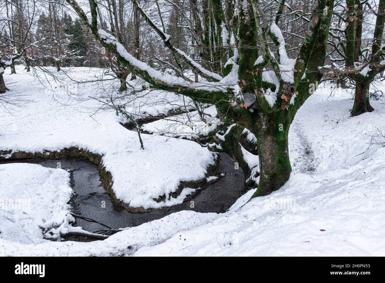 Otzarreta Buchenwald im baskenland im verschneiten Winter Stockfoto