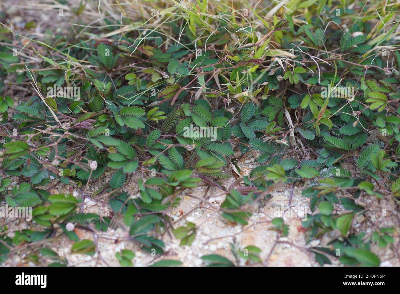 Pokok Semalu menjalar di tanah oder Mimosa Pudica auf dem Land. Stockfoto