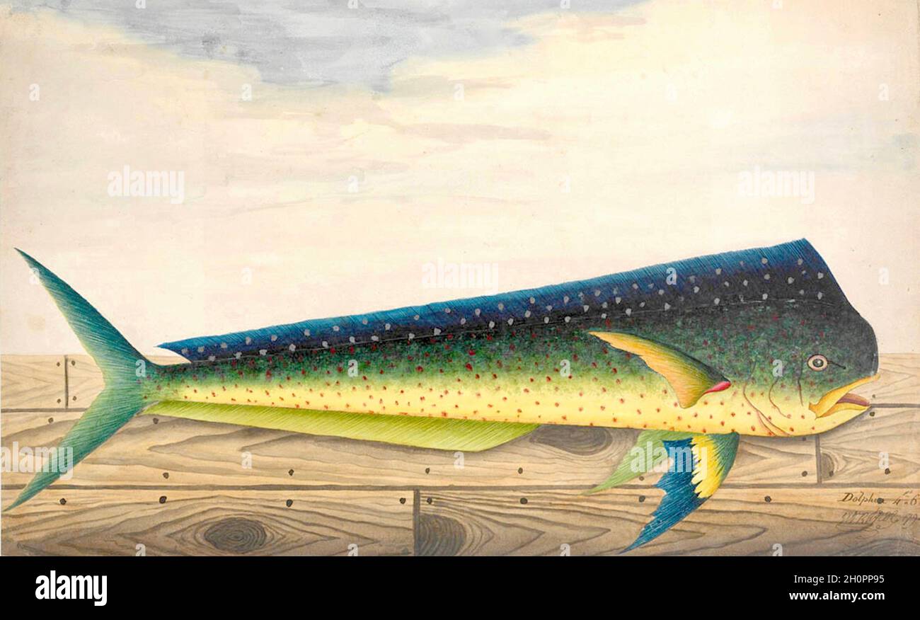 George Raper Vintage Fisch Illustration - Delphin Stockfoto