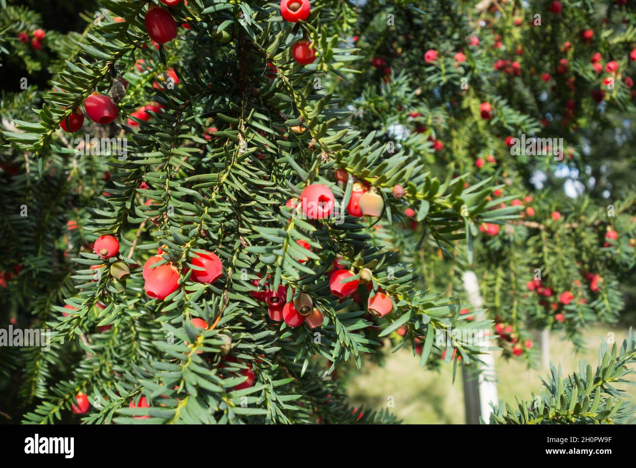 Nahaufnahme von roten, fleischigen Eibenbeeren (Arillen) auf einer Gemeinen Eibe (Taxus baccata), England, Großbritannien Stockfoto