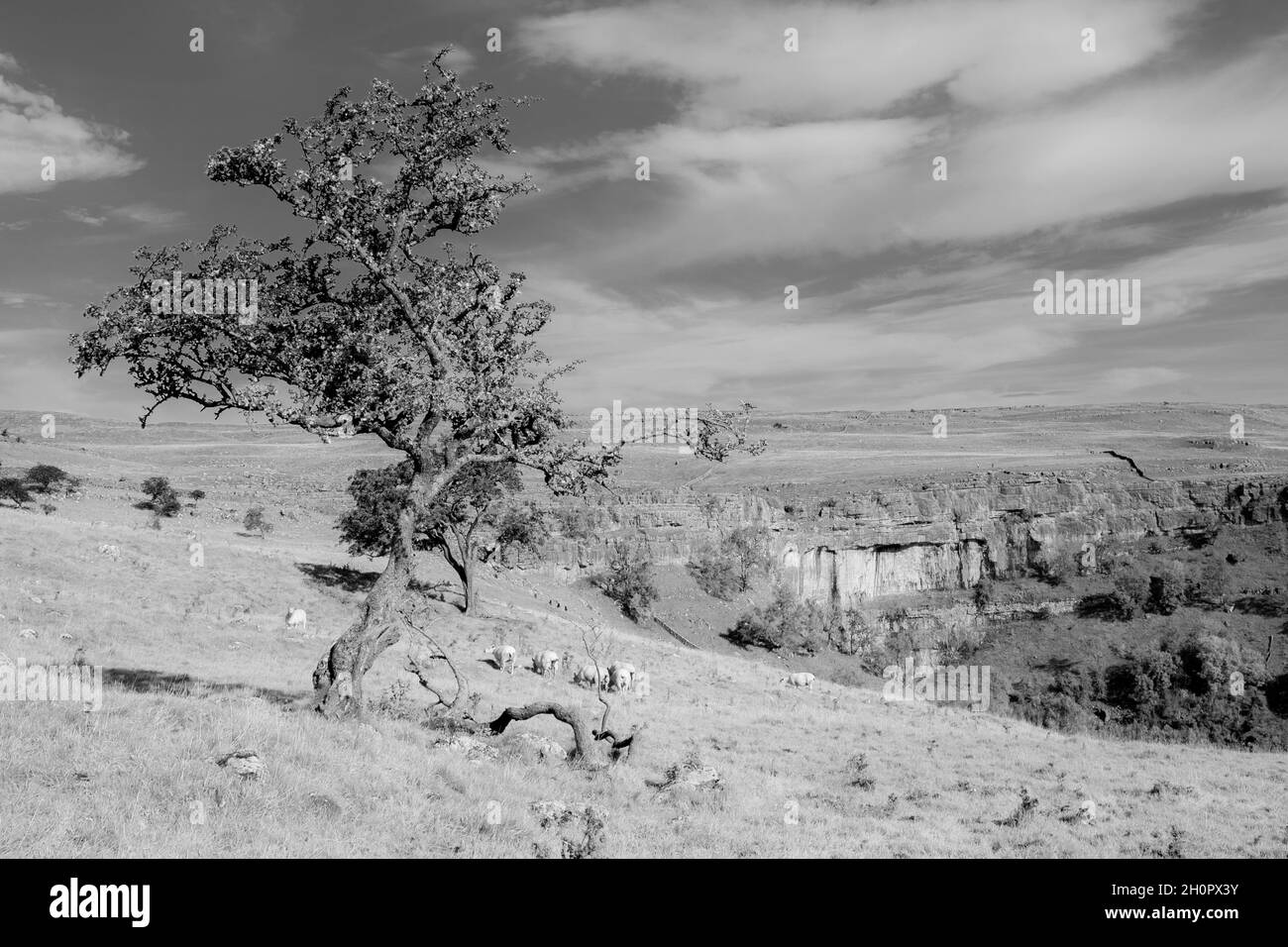 Diese Herbstszene zeigt die spektakuläre geologische Kalksteinfelsen der berühmten Malham Cove in der Nähe des Dorfes Malham in den Yorkshire Dales Stockfoto