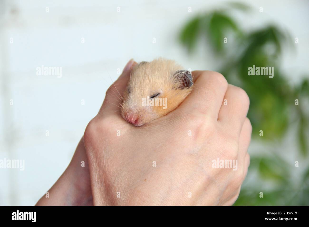 Syrischer Hamster schläft in der Hand des Besitzers Stockfoto