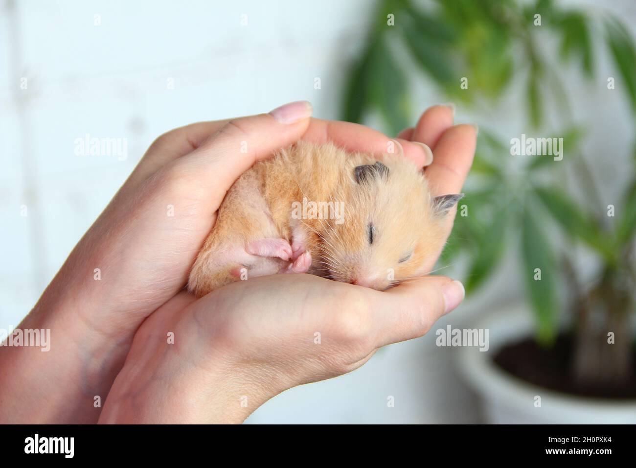 Syrischer Hamster schläft in der Hand des Besitzers Stockfoto