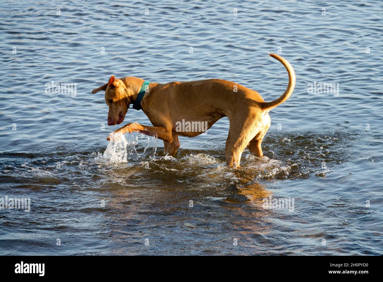 Hund im Wasser beim Spielen Stockfoto