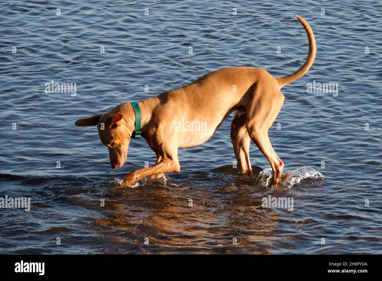 Hund im Wasser beim Spielen Stockfoto