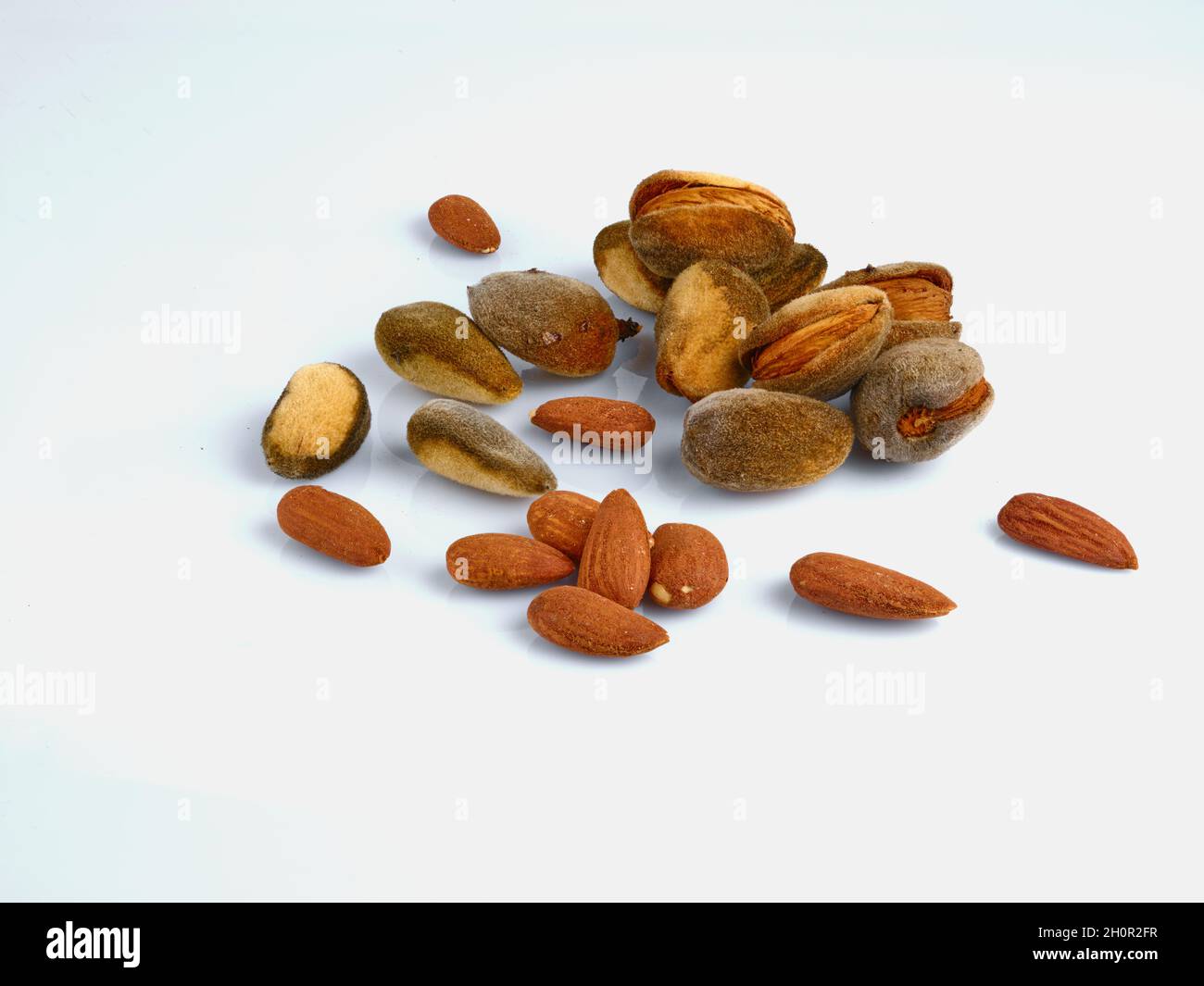 Nahaufnahme von reifen Mandeln isoliert auf weißem Hintergrund Stockfoto