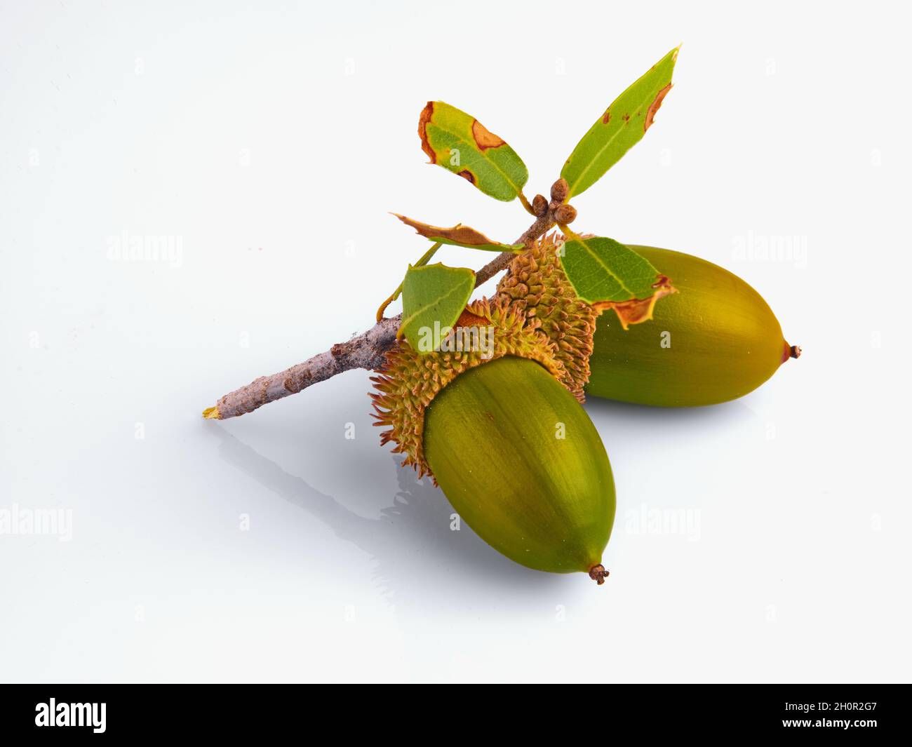 Die Eichel oder Kermes Eiche, Quercus coccifera isoliert auf weißem Hintergrund Stockfoto