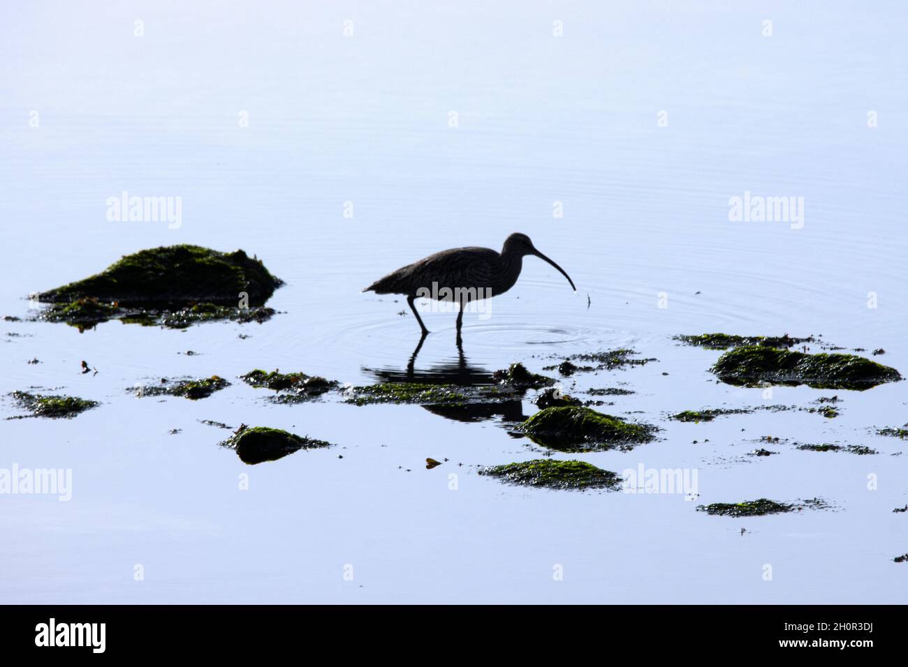 Im Herbst machen die meisten Curlew lokalisierte Migrationen von den Mooren und dem Hochland zu den Küsten und Mündungen um Großbritannien, wo die Fütterung einfacher ist Stockfoto