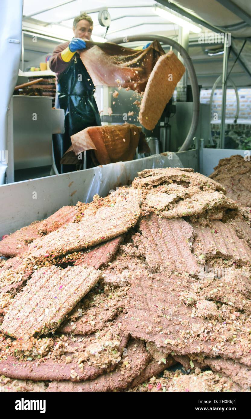 11. Oktober 2021, Sachsen, Fuchshain bei Leipzig: Beim mobilen Apfelbrecher, der vom Leipziger Garten- und Landschaftsbauer Andreas Richter für einen Tag in Fuchshain bei Leipzig eingerichtet wurde, wirft der Garten- und Landschaftsbauer Marco Durant gequetschte Maische für Tierfutter auf einen Anhänger. Vor den Augen der Kunden verarbeitet die kleine Obstfabrik auf Rädern die selbst geernteten vitaminreichen Früchte, die an verschiedenen Stellen zu natürlich bewölktem Direktsaft mitgebracht werden, bis Oktober und kann dann in 5-Liter-Verpackungen nach Hause gebracht werden. Mit der mobilen Zideerie will Andreas Richter einen Beitrag leisten Stockfoto