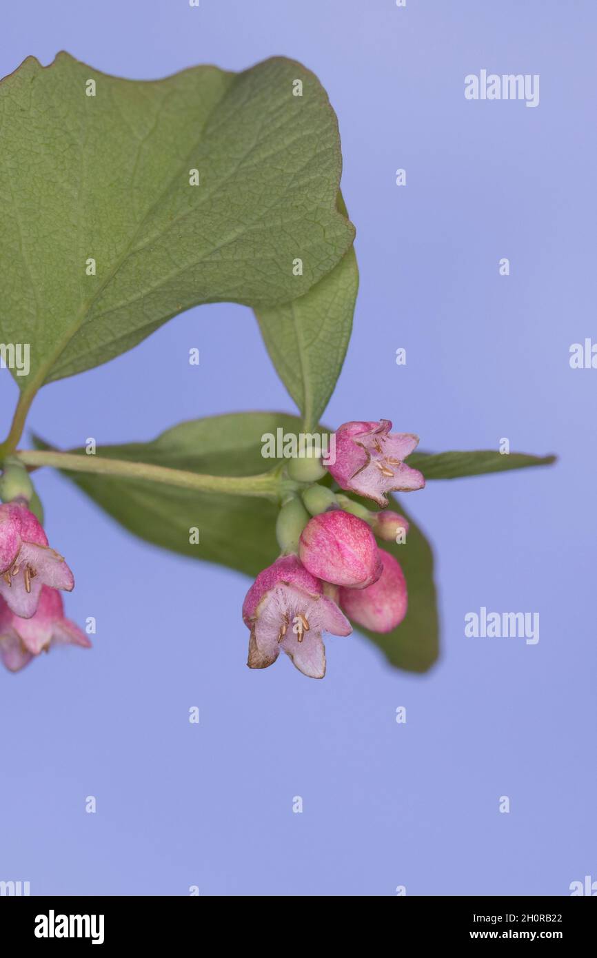Schneebeere, Gewöhnliche Schneebeere, Blüten, Blüten, blühend, Knallerbsenstrauch, Symphoricarpos albus, Snowberry, Waxberry, La symphorine Stockfoto