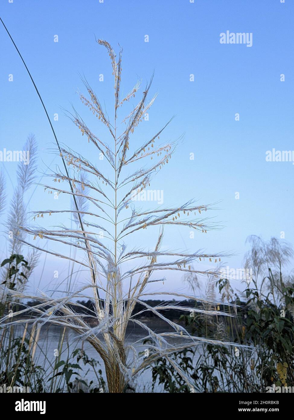 Sumpf unter dem Himmel Stockfoto