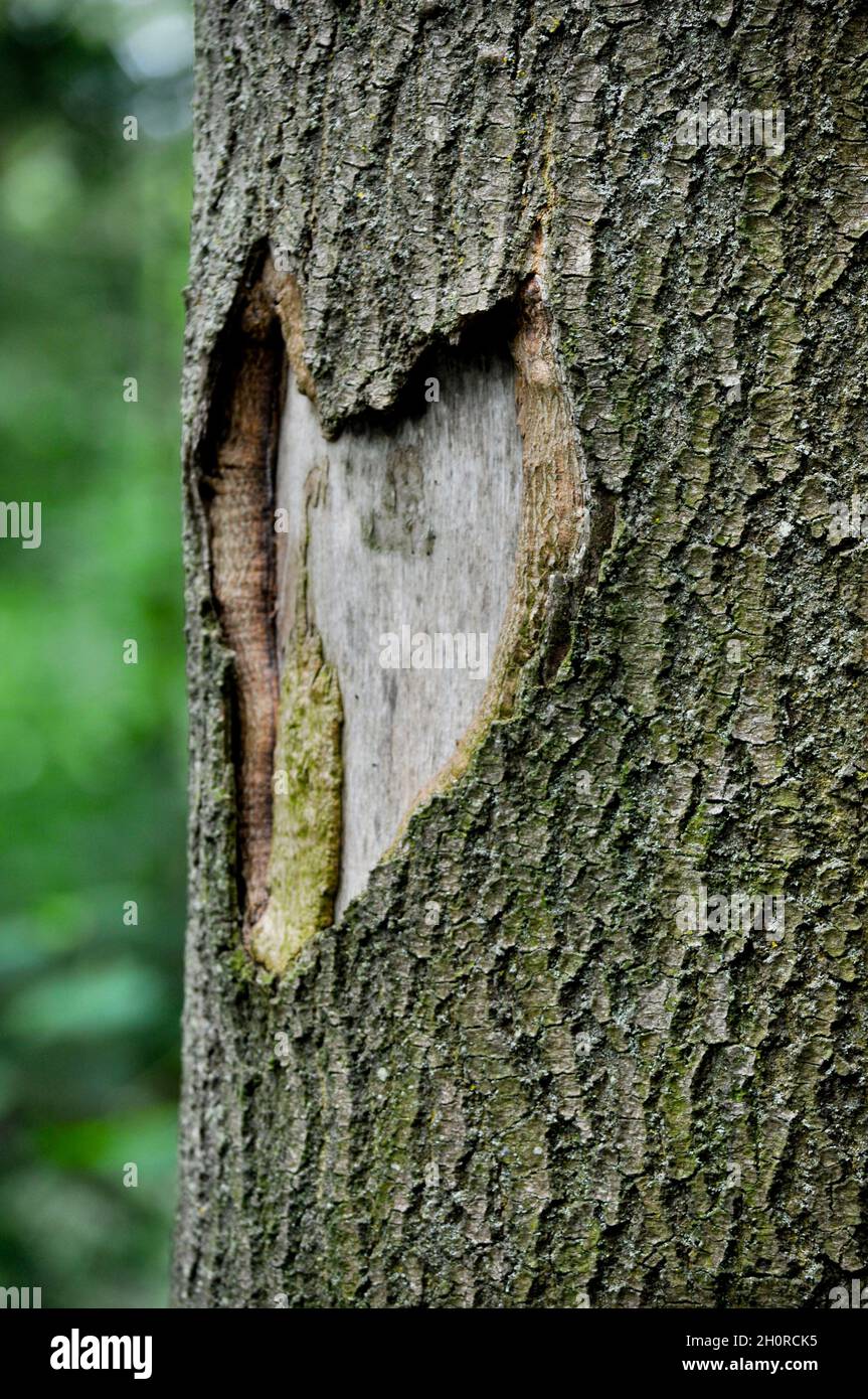 Liebe Herzform in Baumrinde (gesehen im Tophill Low Nature Reserve, East Yorkshire, England) Stockfoto