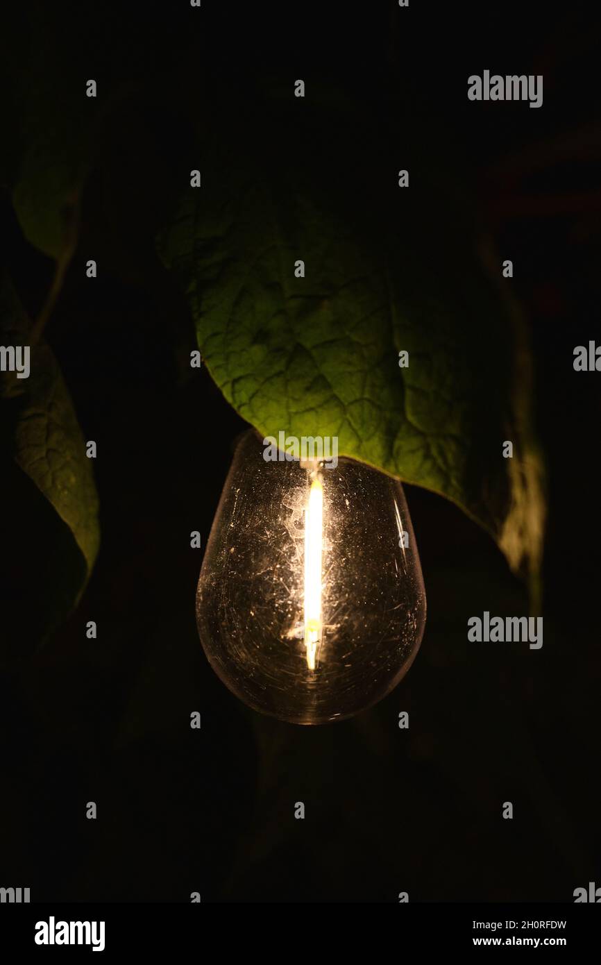Eine Glühbirne, die im Dunkeln unter einem Blatt leuchtet. Stockfoto