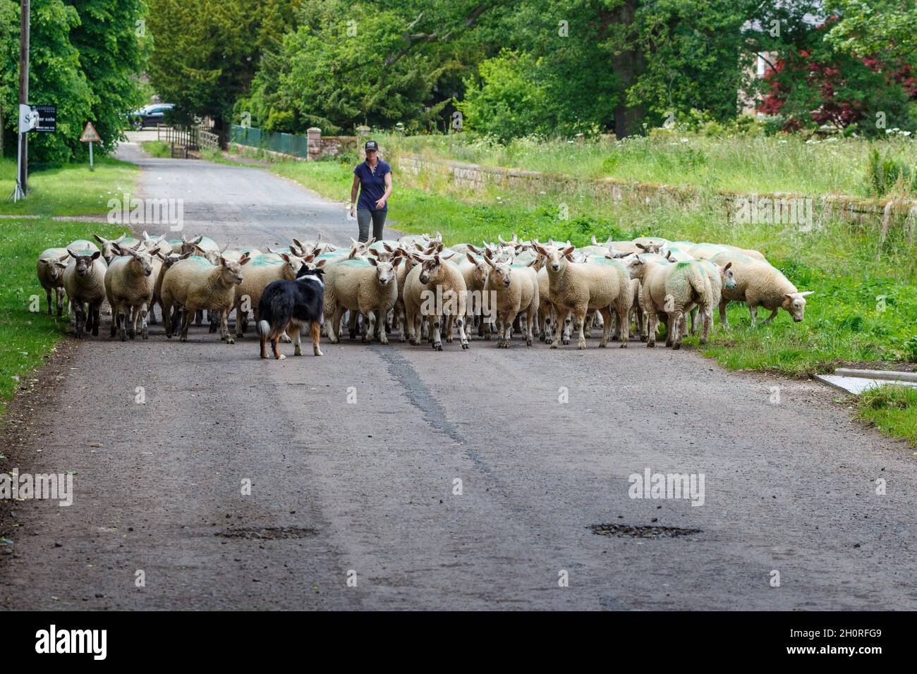 Eine Schäferin und ihre Schafe in Chilingham in Northumbria Stockfoto