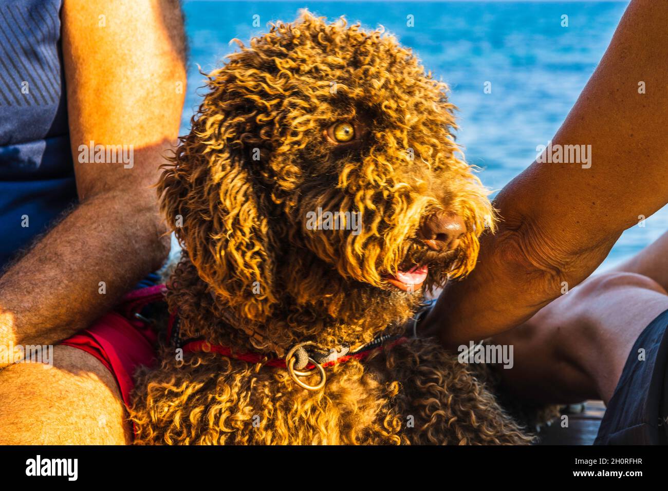 Braunes Hundeportrait aus nächster Nähe am Strand Stockfoto